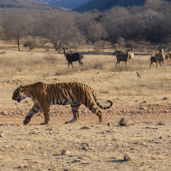 Tour code S028: Golden Traingle With Ranthambore